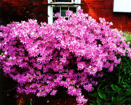 Flowered bush outside the vassar warner home